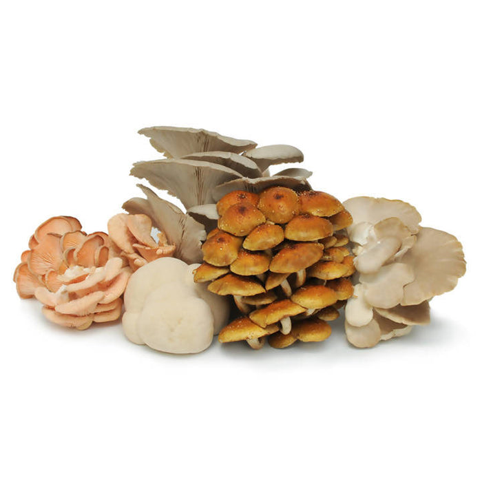 Certified Organic Exotic ShroomBox by Farm2Me