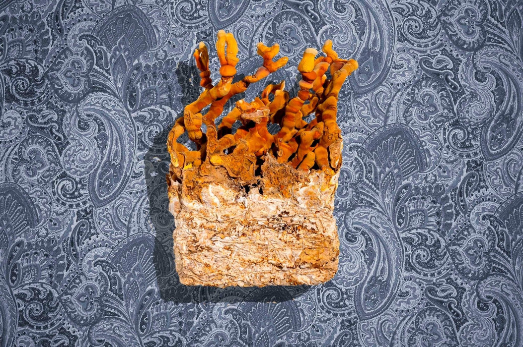 Ahara Mushrooms - Ahara Mushrooms Reishi Capsules - 10 bottles - Tea & Infusions | Delivery near me in ... Farm2Me #url#