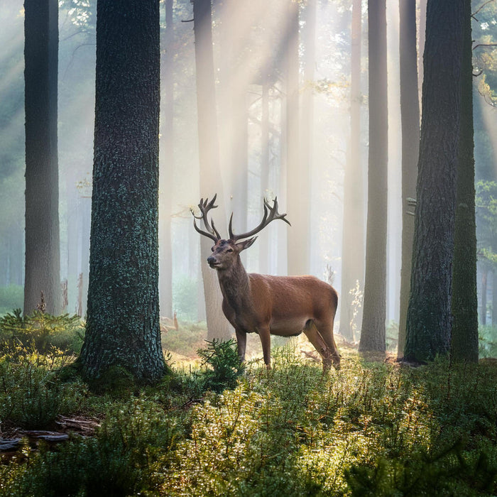 Hunting