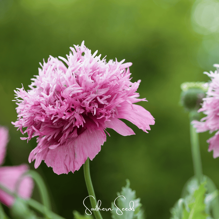American Garden Seeds and Grow Kits