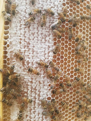 Raw Honey 10oz Christmas Berry image 3