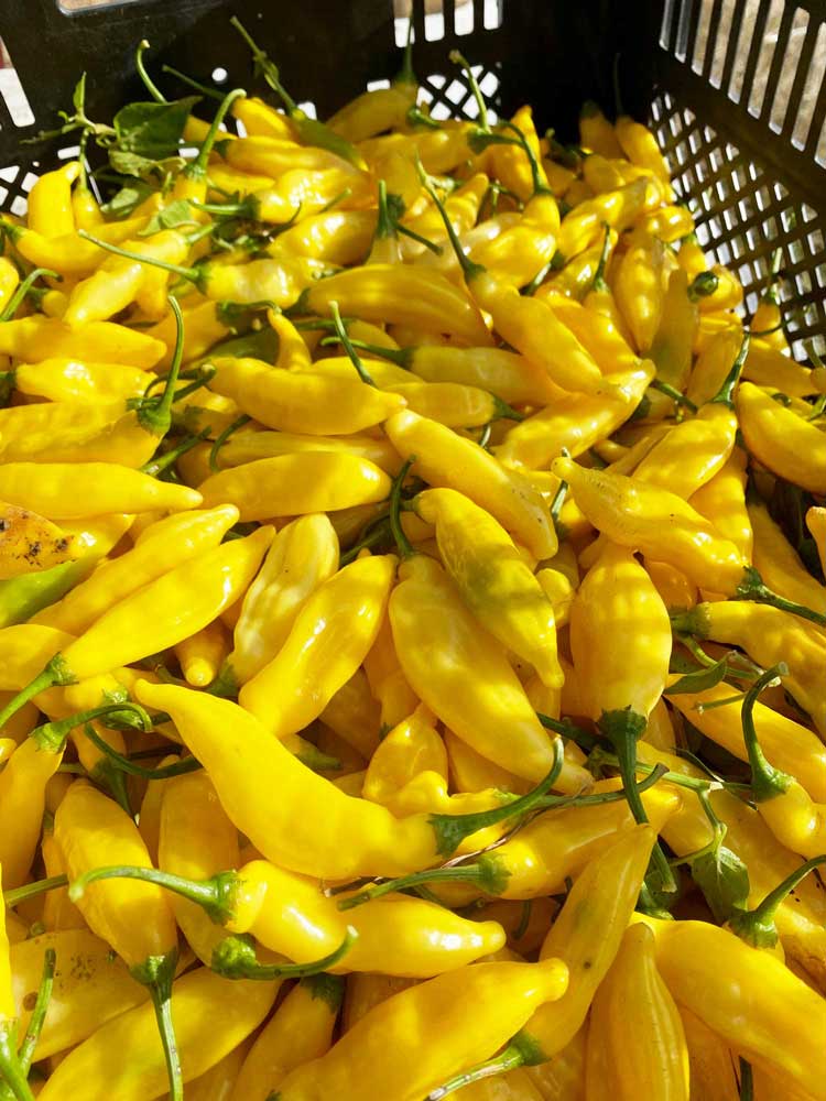 Aji Peach