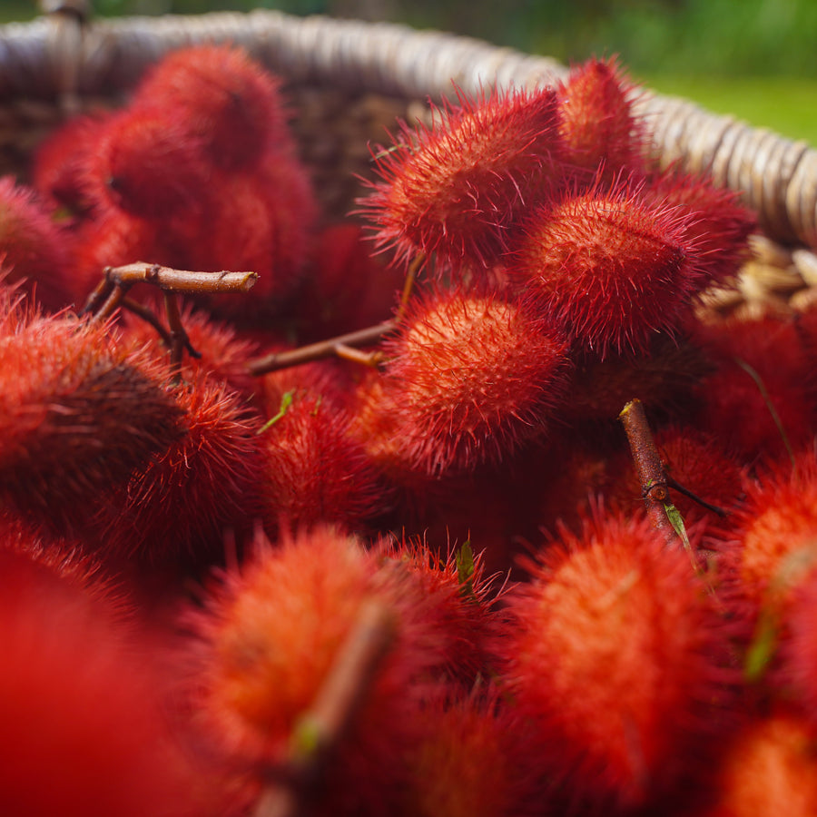 Annatto Salve