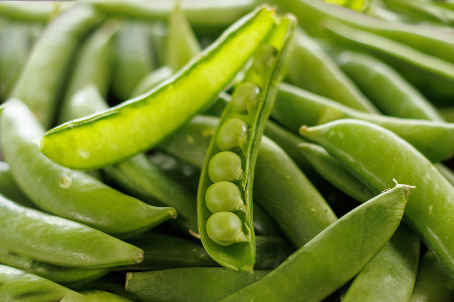 Green peas in opened pods, garden crop illustration