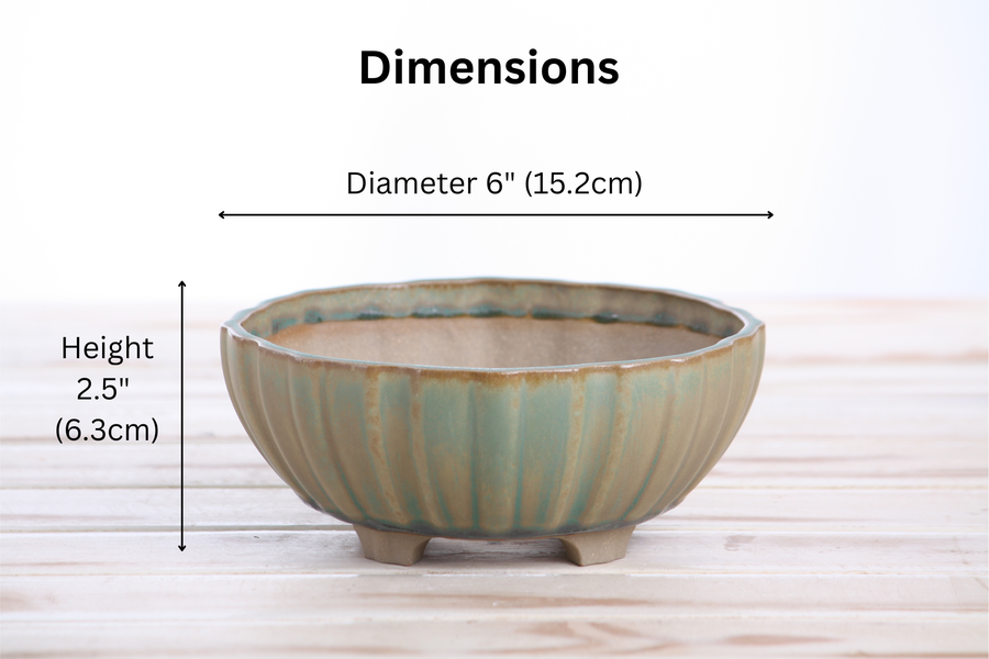 Dimensions of 6-Inch Lily Bonsai Pot - Speckled Moss