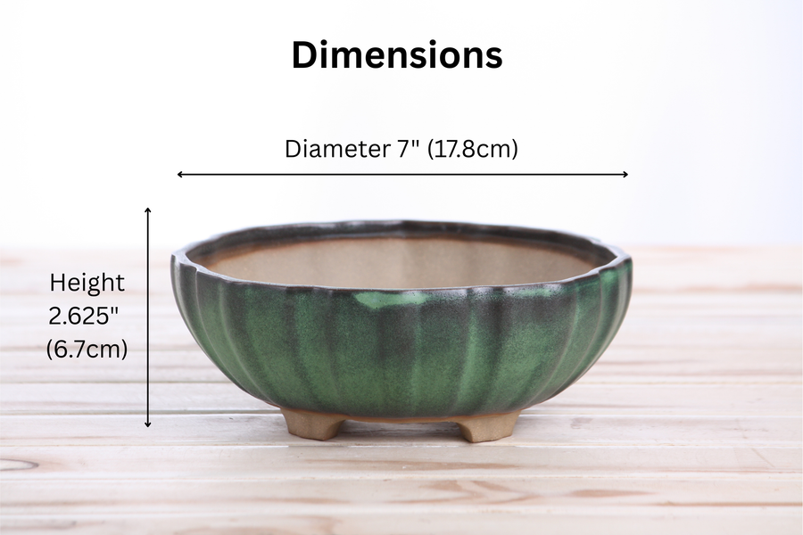 Dimensions of 7-Inch Lily Bonsai Pot - Avocado