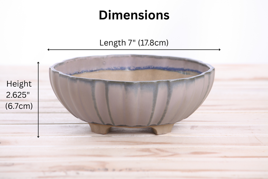 Dimensions of 7-Inch Lily Bonsai Pot - Ocean