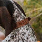 Leather Dog Collar - Designer - Lifetime Leather Co