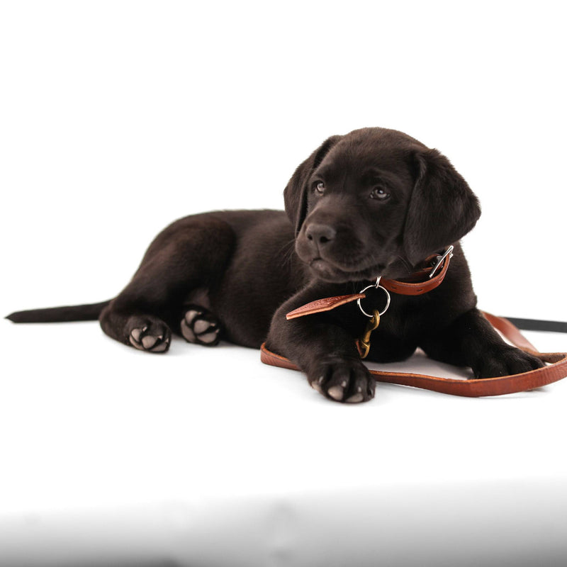 Leather Dog Collar - Classic - Lifetime Leather Co