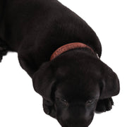 Leather Dog Collar - Classic - Lifetime Leather Co