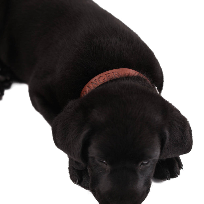 Leather Dog Collar - Classic - Lifetime Leather Co