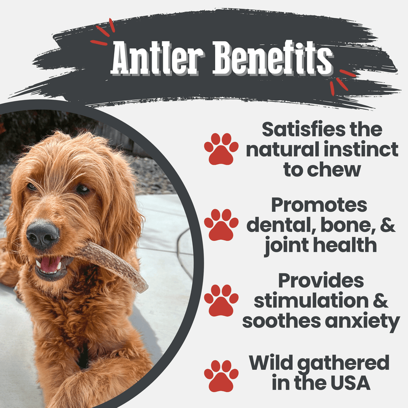 Elk Antler Dog Chews | All-Natural Whole and Split Elk Antler Chews for Dogs