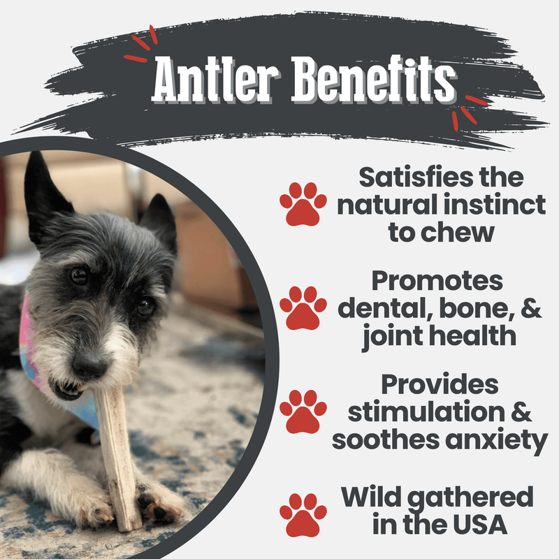 Elk Antler Dog Chews | All-Natural Whole and Split Elk Antler Chews for Dogs