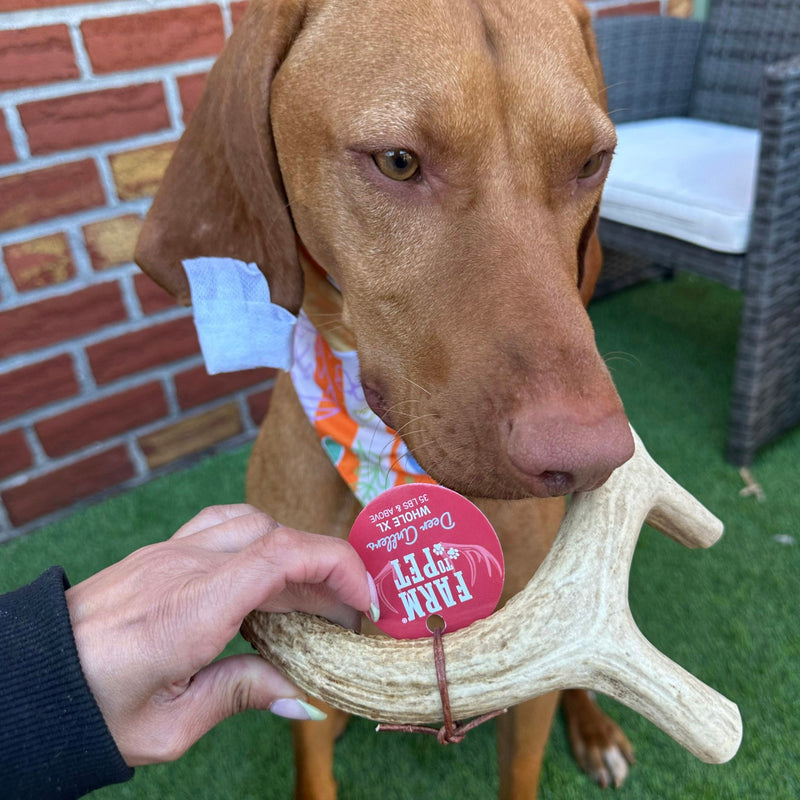 Deer Antler Dog Chews | Organic Chews for Dogs