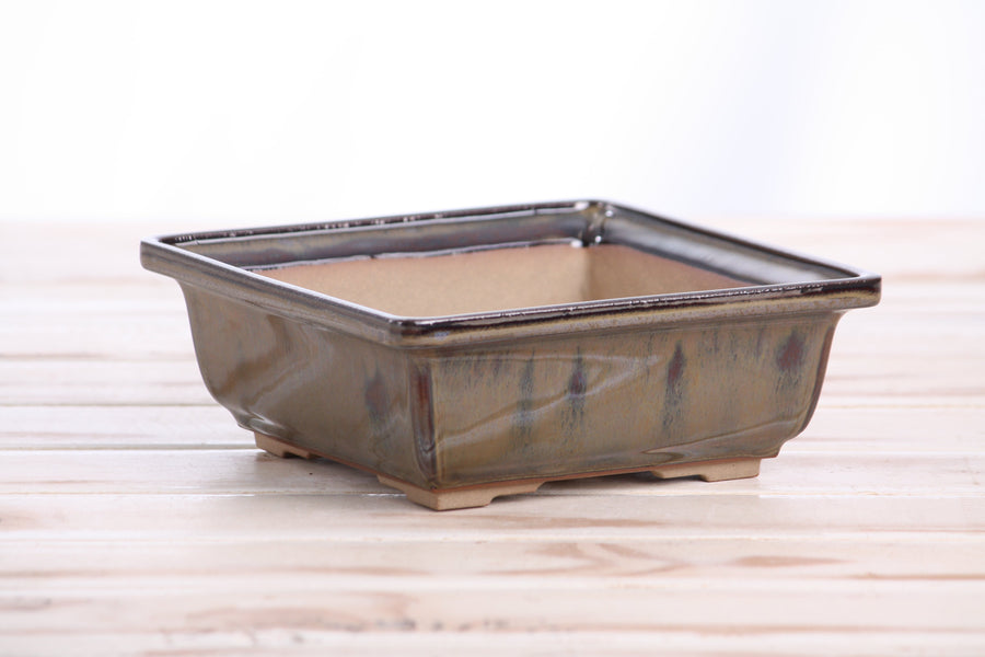 6-Inch Square Bonsai Pot - Dark Honey