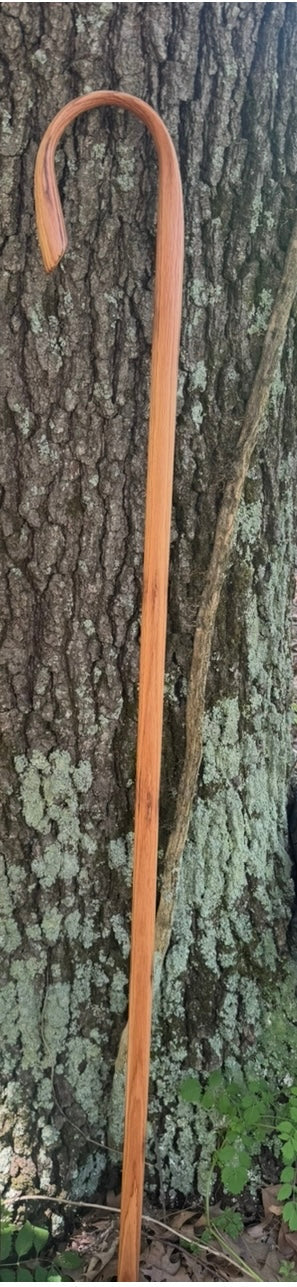 Full-length oak shepherd’s staff leaning against a tree