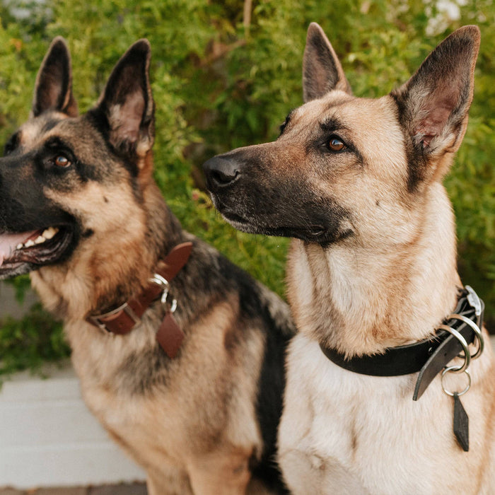 Leather Dog Collar - Classic - Lifetime Leather Co