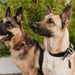 Leather Dog Collar - Classic - Lifetime Leather Co