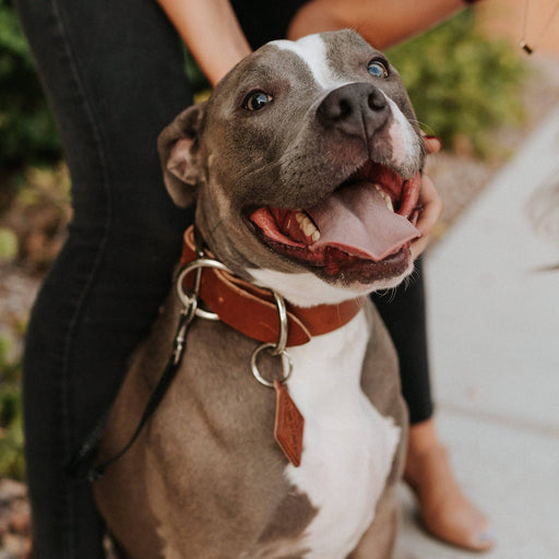 Leather Dog Collar - Classic - Lifetime Leather Co