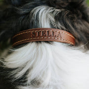 Leather Dog Collar - Designer - Lifetime Leather Co