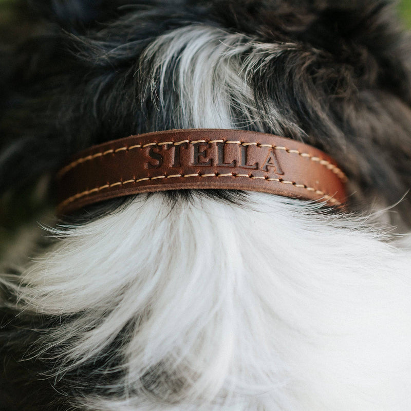 Leather Dog Collar - Designer - Lifetime Leather Co