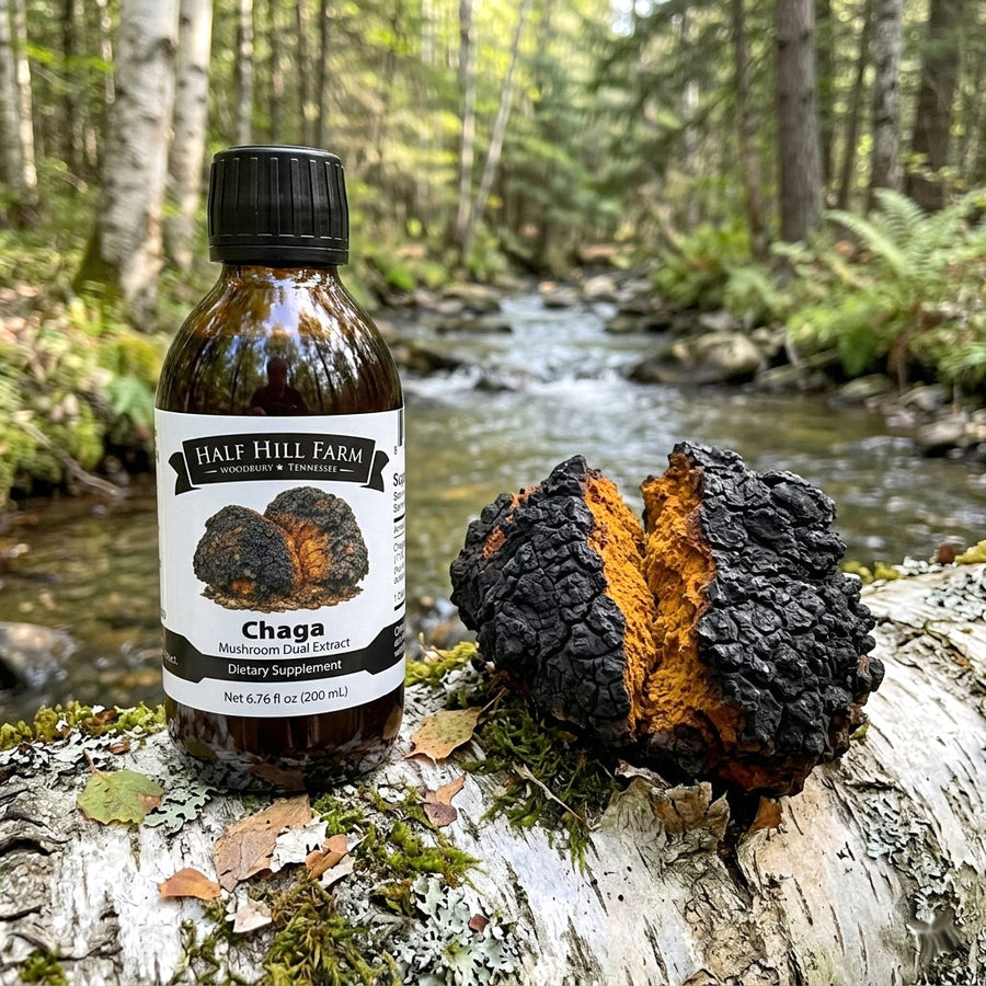 Chaga Mushroom Dual Extract