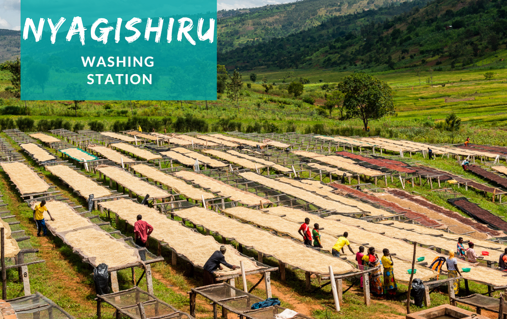 Bold Bean Burundi Nyagishiru - Natural Process by Farm2Me