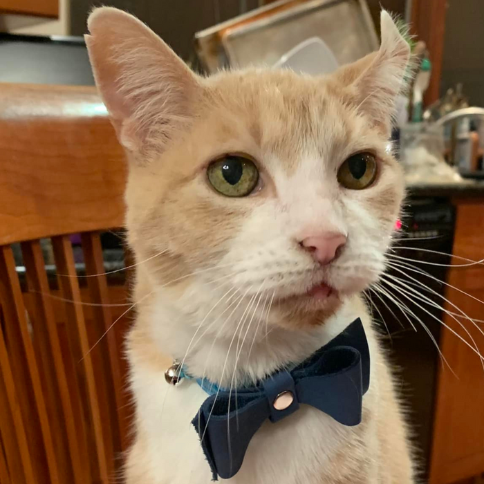 Pingree Pet Tie