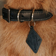 Leather Dog Collar - Designer - Lifetime Leather Co