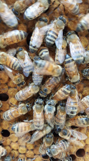 Mandarin Orange Honey image 3