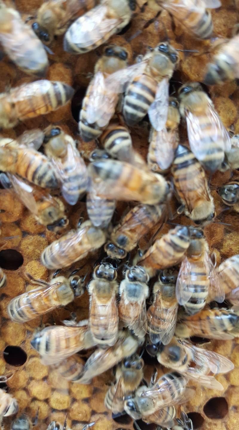 Mandarin Orange Honey image 3