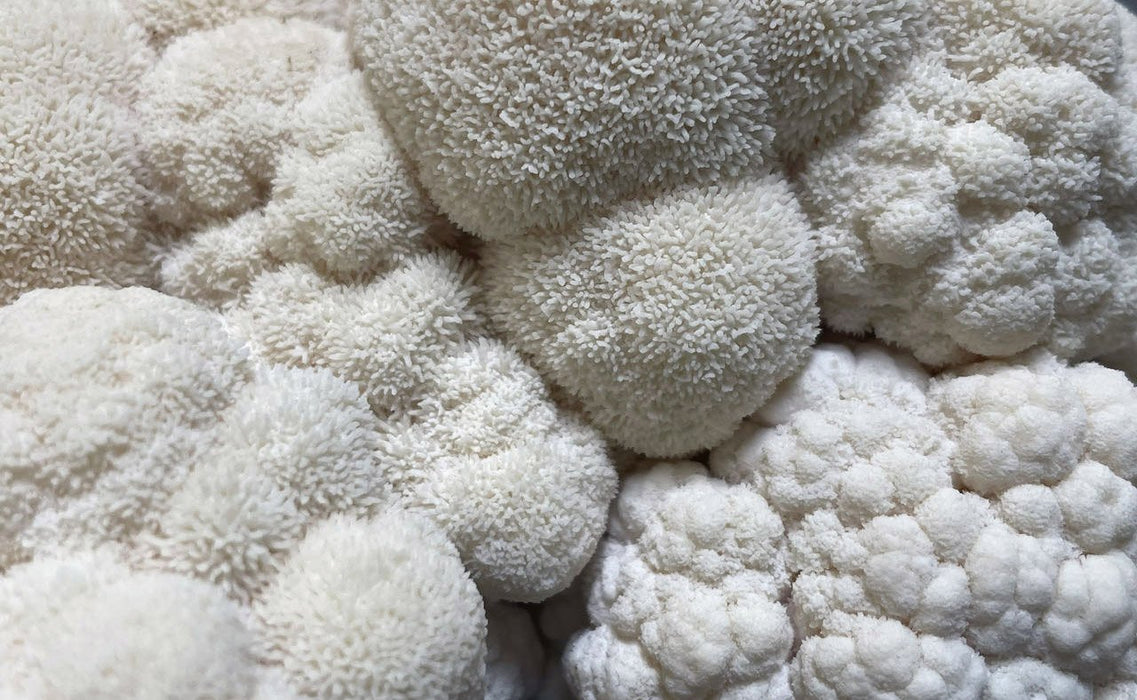 Ahara Mushrooms - Ahara Mushrooms Golden Mane Mushroom Chai - 10 bags - Tea & Infusions | Delivery near me in ... Farm2Me #url#