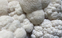 Ahara Mushrooms - Ahara Mushrooms Golden Mane Mushroom Chai - 10 bags - Tea & Infusions | Delivery near me in ... Farm2Me #url#