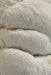Ahara Mushrooms - Ahara Mushrooms Lion's Mane Capsules - 10 bottles - Tea & Infusions | Delivery near me in ... Farm2Me #url#