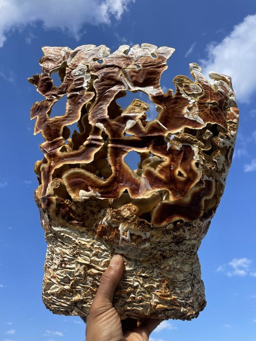Ahara Mushrooms - Ahara Mushrooms Reishi Capsules - 10 bottles - Tea & Infusions | Delivery near me in ... Farm2Me #url#