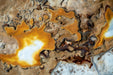 Ahara Mushrooms - Ahara Mushrooms USDA Organic Reishi Powder - Tea & Infusions | Delivery near me in ... Farm2Me #url#