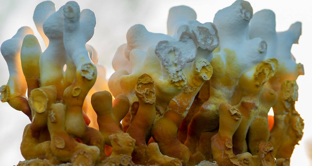 Ahara Mushrooms - Ahara Mushrooms USDA Organic Reishi Powder - Tea & Infusions | Delivery near me in ... Farm2Me #url#