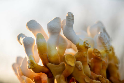 Ahara Mushrooms - Ahara Mushrooms USDA Organic Reishi Powder - Tea & Infusions | Delivery near me in ... Farm2Me #url#
