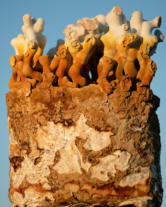 Ahara Mushrooms - Ahara Mushrooms USDA Organic Reishi Powder - Tea & Infusions | Delivery near me in ... Farm2Me #url#