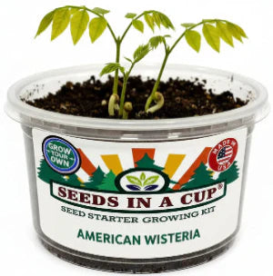 American Wisteria Grow Kit | Grow Wisteria From Seed | Made in USA
