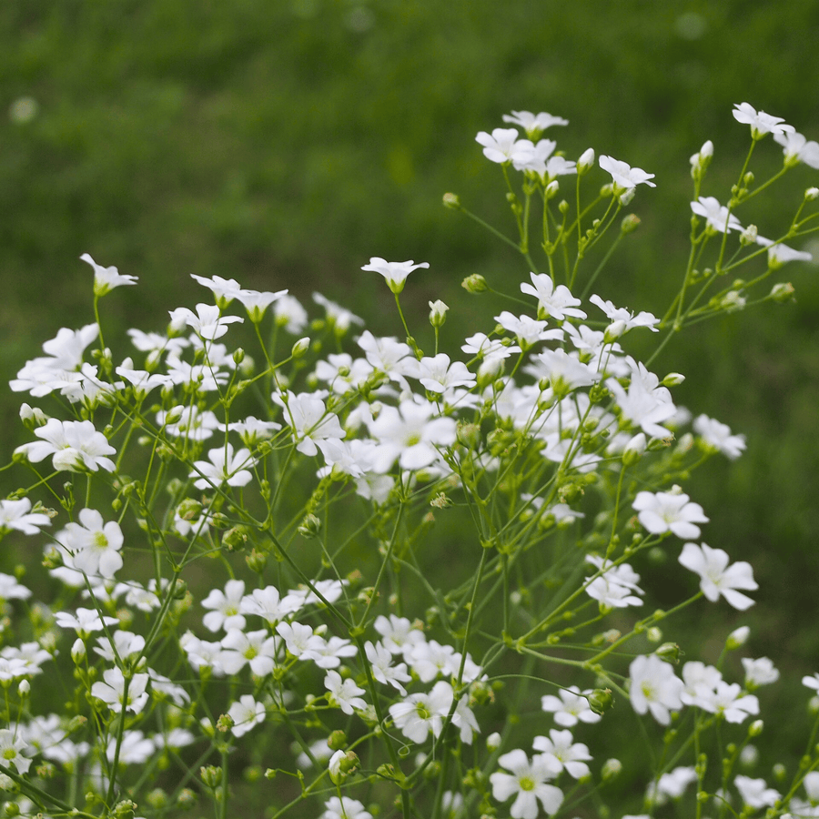 Annual Baby’s Breath (Covenant Garden) – 500 Seeds