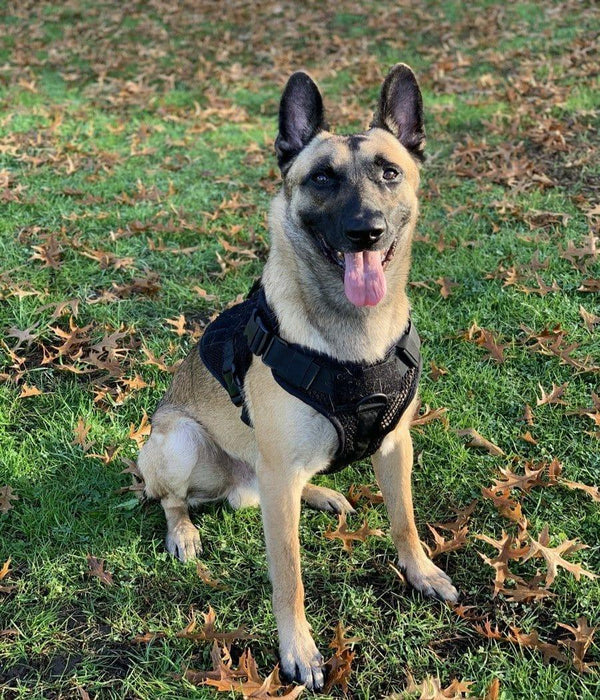 Artemis Dog Harness - No Pull No Tug No Choke Adjustable Breathable K-9