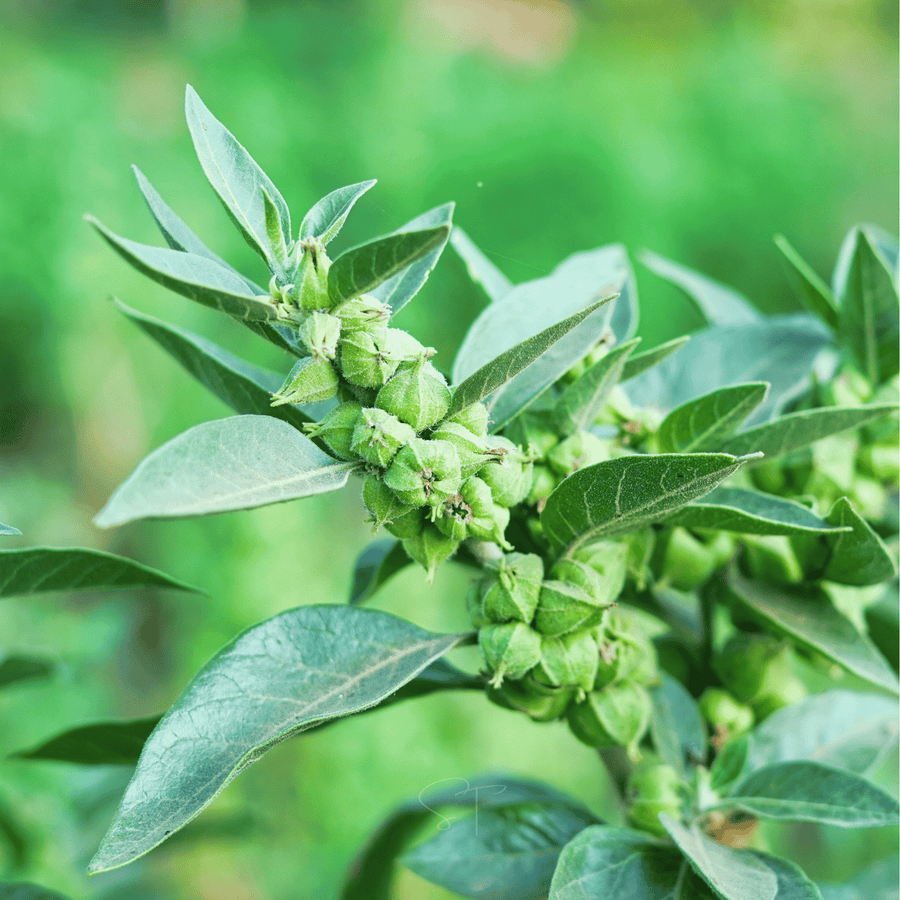 Ashwagandha (Indian Ginseng) – 30 Seeds