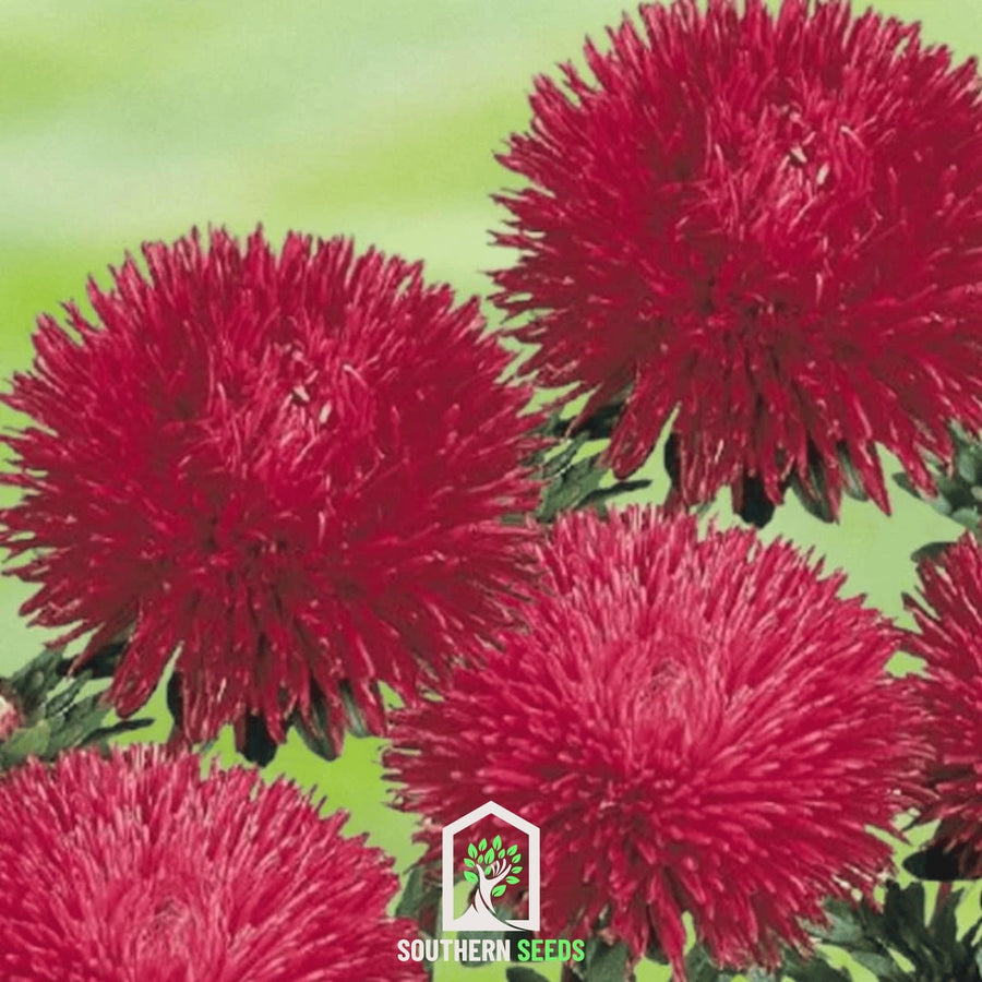 Red Gremlin Aster – 50 Seeds