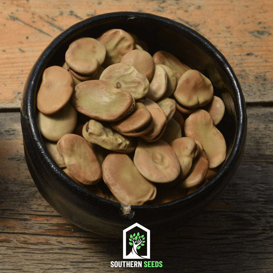 Broad Windsor Fava Bean – 10 Seeds