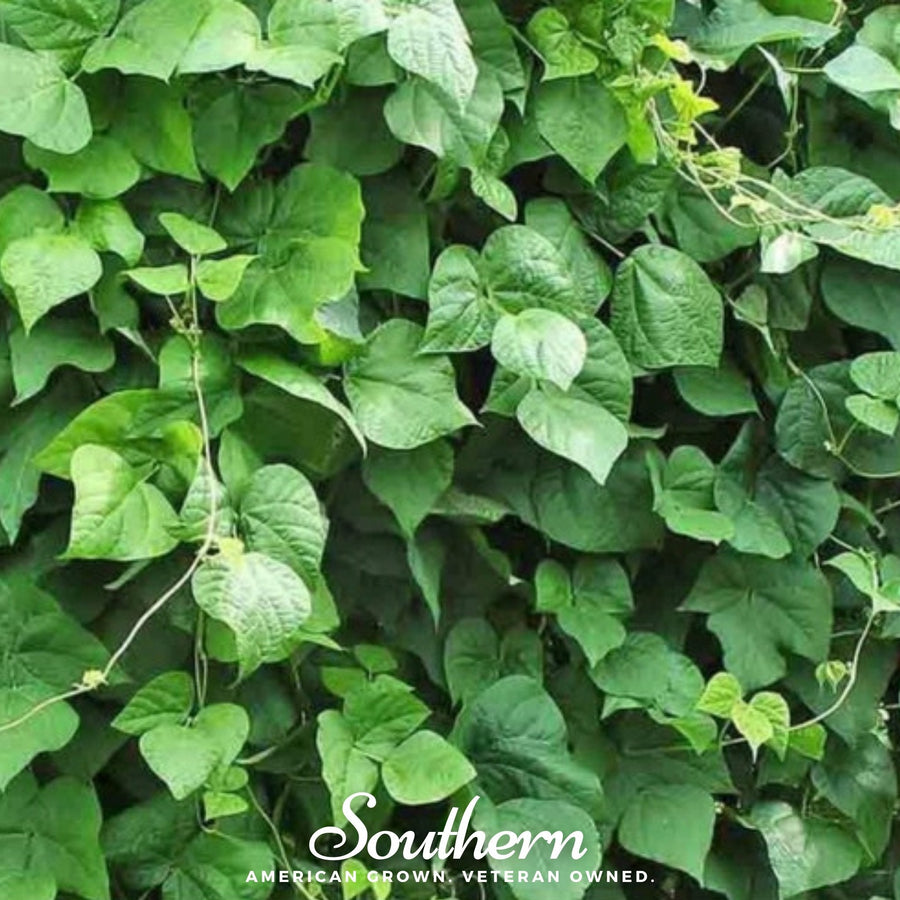 King of the Garden Lima Bean (Pole) – 15 Seeds