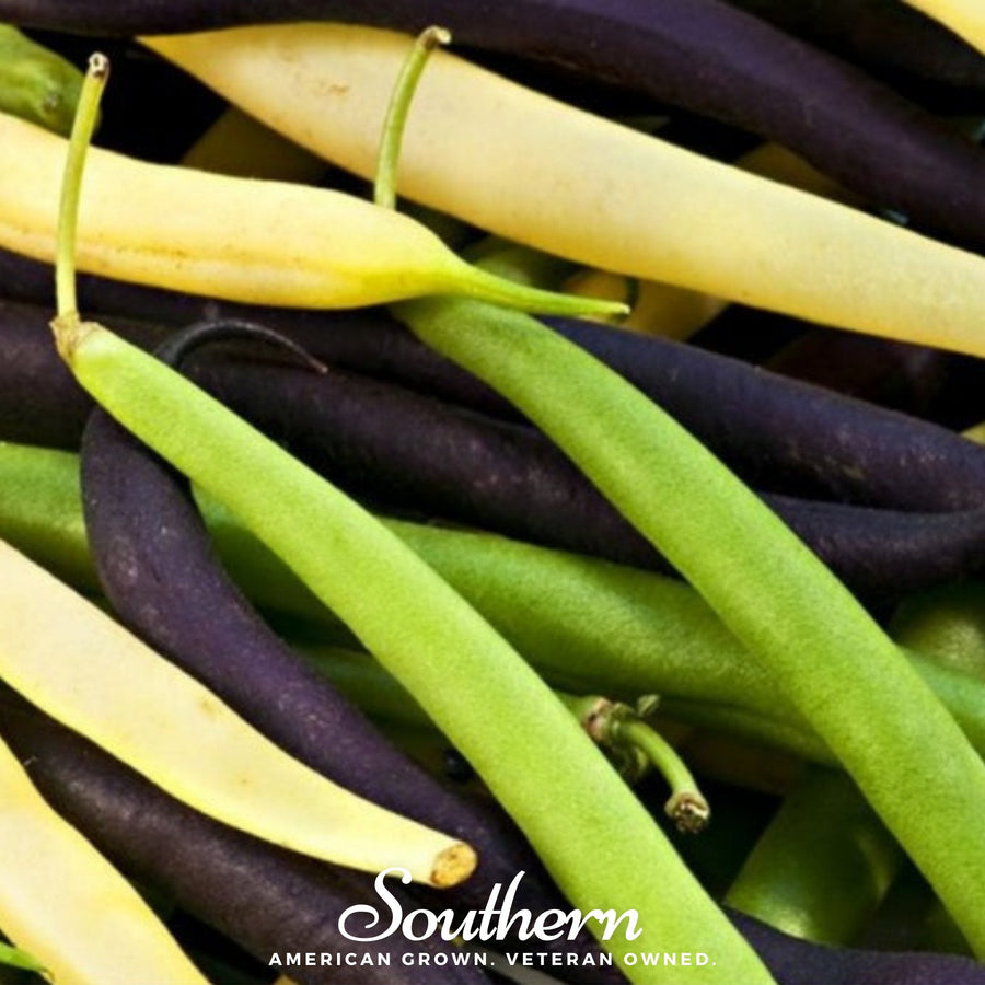 Multicolored Mix Lima Bean (Pole) – 30 Seeds