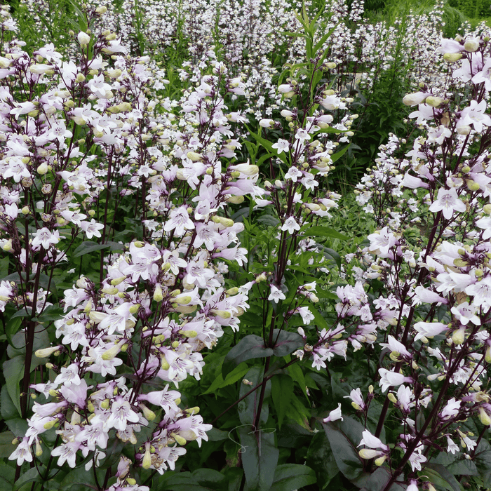Beardtongue Foxglove – 200 Seeds