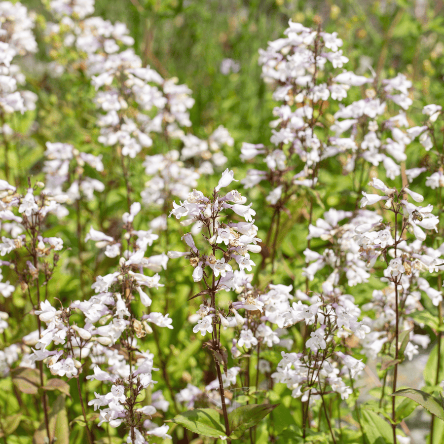 Beardtongue Foxglove – 200 Seeds