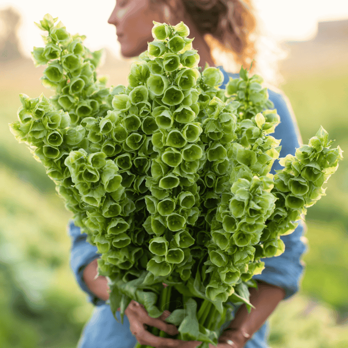 Bells of Ireland – 100 Seeds